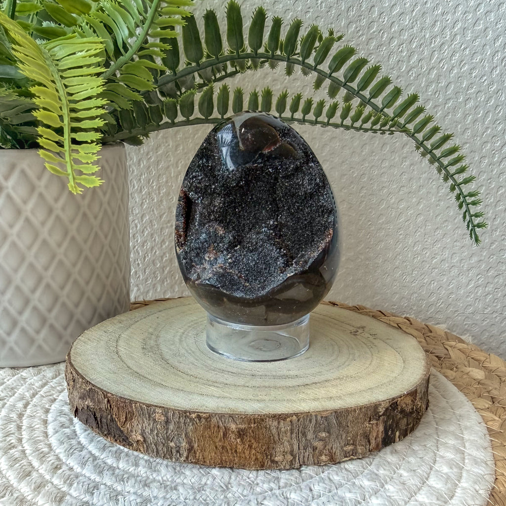 SEPTARIA