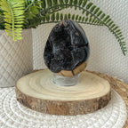 SEPTARIA